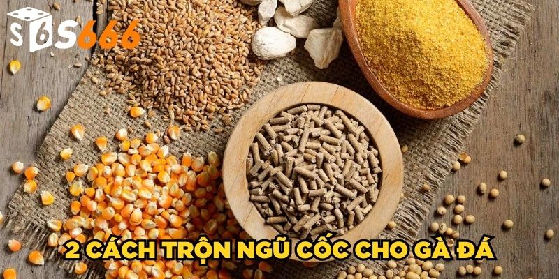 Ngũ Cốc Cho Gà Đá | Cách Trộn Thức Ăn Cho Chiến Kê Chuẩn 4 2 cách trộn ngũ cốc cho gà đá