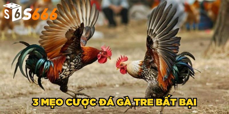 Đá Gà Tre S666 | Kinh Nghiệm Bất Bại Từ Chuyên Gia 4 3 mẹo cược đá gà tre bất bại