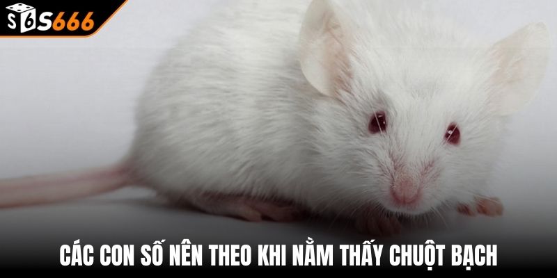 Mơ Thấy Chuột Đánh Con Gì - Giải Mã Giấc Mơ Thấy Chuột 3 Các con số nên theo khi nằm thấy chuột bạch
