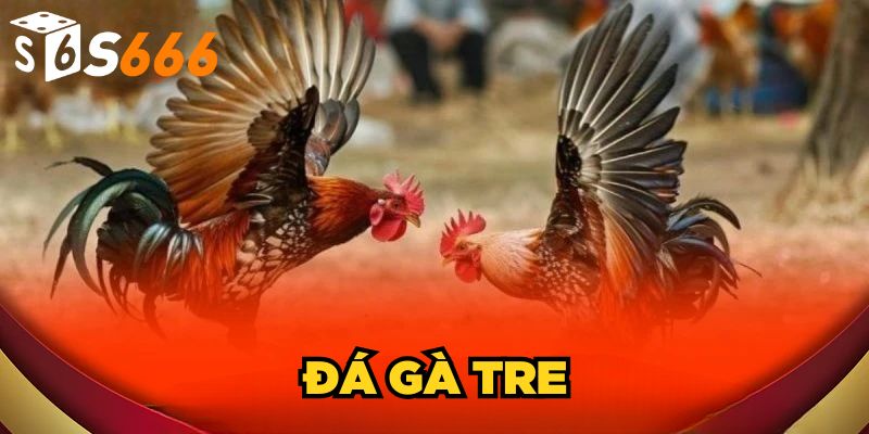 Đá Gà Tre S666 | Kinh Nghiệm Bất Bại Từ Chuyên Gia 1 Đá Gà Tre S666| Bí Quyết Chiến Thắng Từ Cao Thủ Nhà Cái