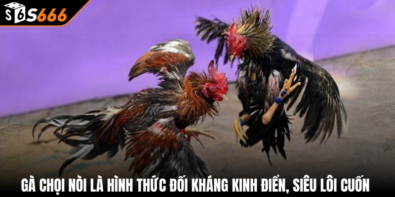 Gà Chọi Nòi - Bí Quyết Chiến Thắng Tại S666 2 Gà chọi nòi là hình thức đối kháng kinh điển, siêu lôi cuốn