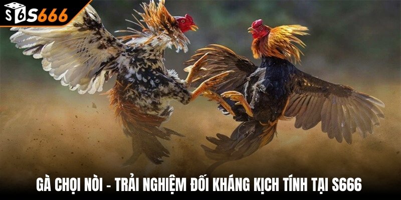 Gà Chọi Nòi - Bí Quyết Chiến Thắng Tại S666 1 Gà Chọi Nòi - Trải Nghiệm Đối Kháng Kịch Tính Tại S666