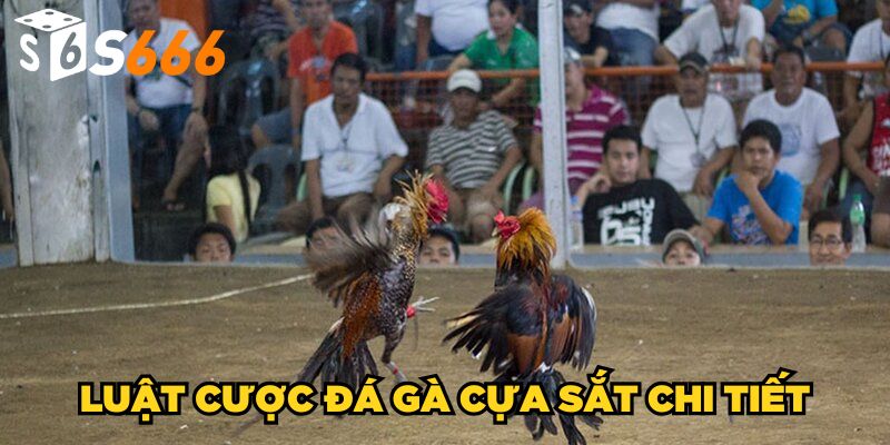 Đá Gà Cựa Sắt S666 | Tìm Hiểu Cách Chơi Đâu Thắng Đó 3 Luật cược đá gà cựa sắt chi tiết