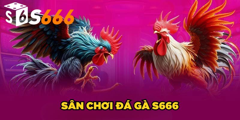 Đá Gà s666 1 Sân chơi đá gà S666