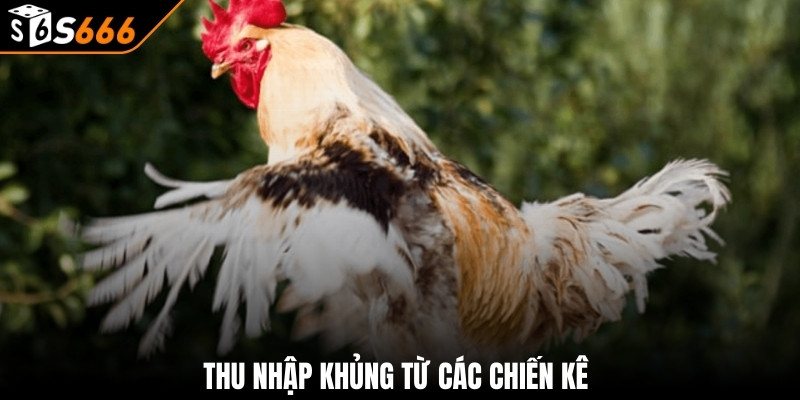Đá Gà Thomo - Nắm Rõ Luật Chơi Cùng Kinh Nghiệm Đặt Cược 4 Thu nhập khủng từ các chiến kê