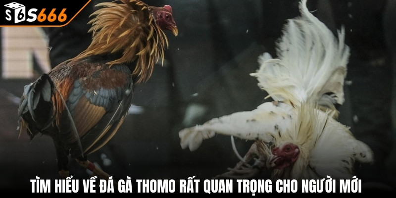 Đá Gà Thomo - Nắm Rõ Luật Chơi Cùng Kinh Nghiệm Đặt Cược 2 Tìm hiểu về đá gà Thomo rất quan trọng cho người mới
